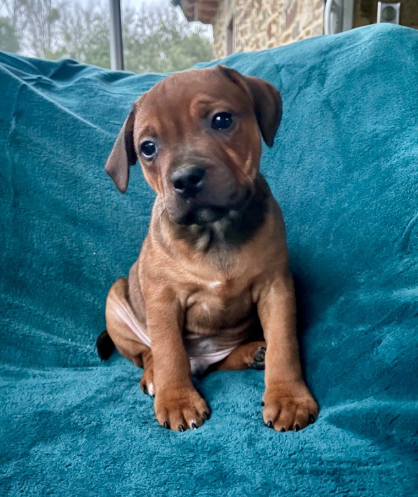 Des Terres De Légendes - Chiot disponible  - Staffordshire Bull Terrier