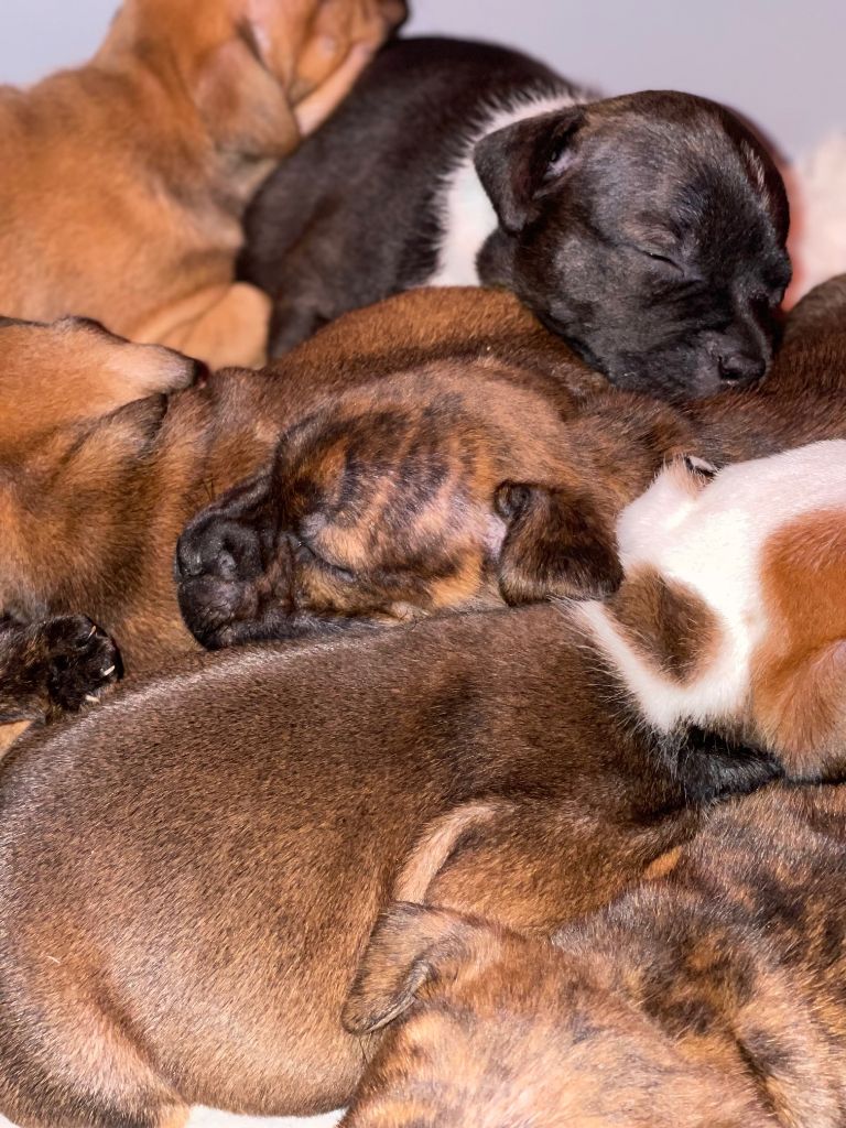 chiot Staffordshire Bull Terrier Des Terres De Légendes