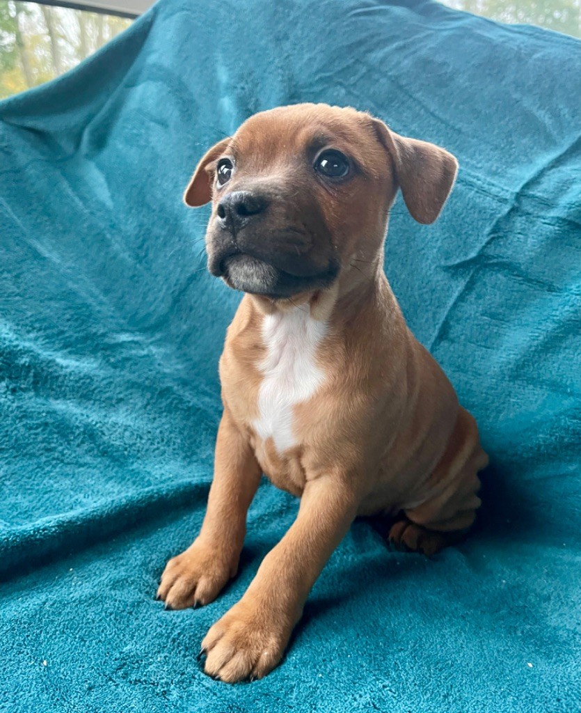 Des Terres De Légendes - Chiot disponible  - Staffordshire Bull Terrier