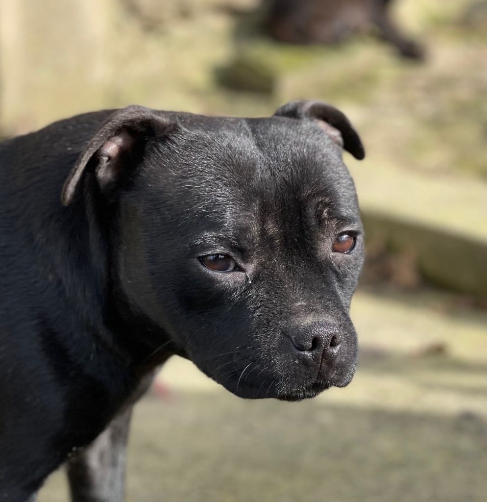 The eternel dark De Rockstar Dog