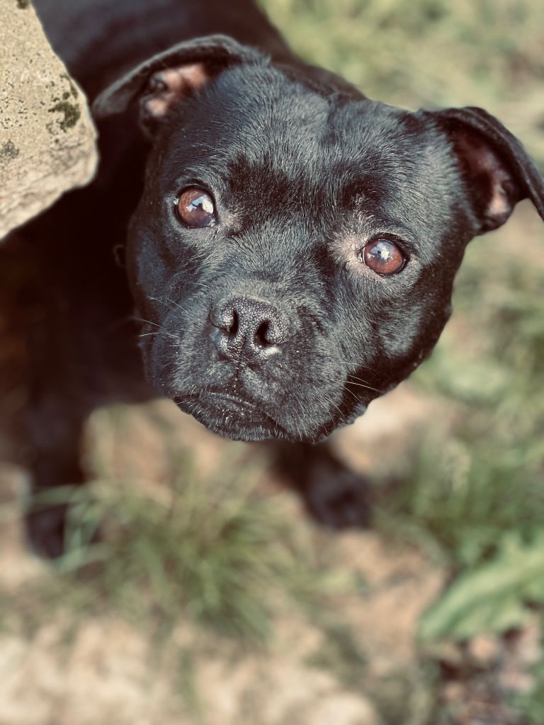 The eternel dark De Rockstar Dog