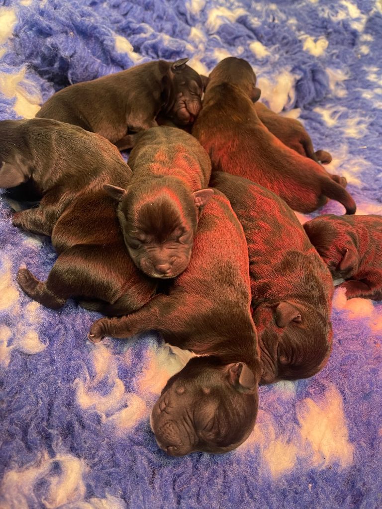 Les bébés de Rumba et Rony sont nés !