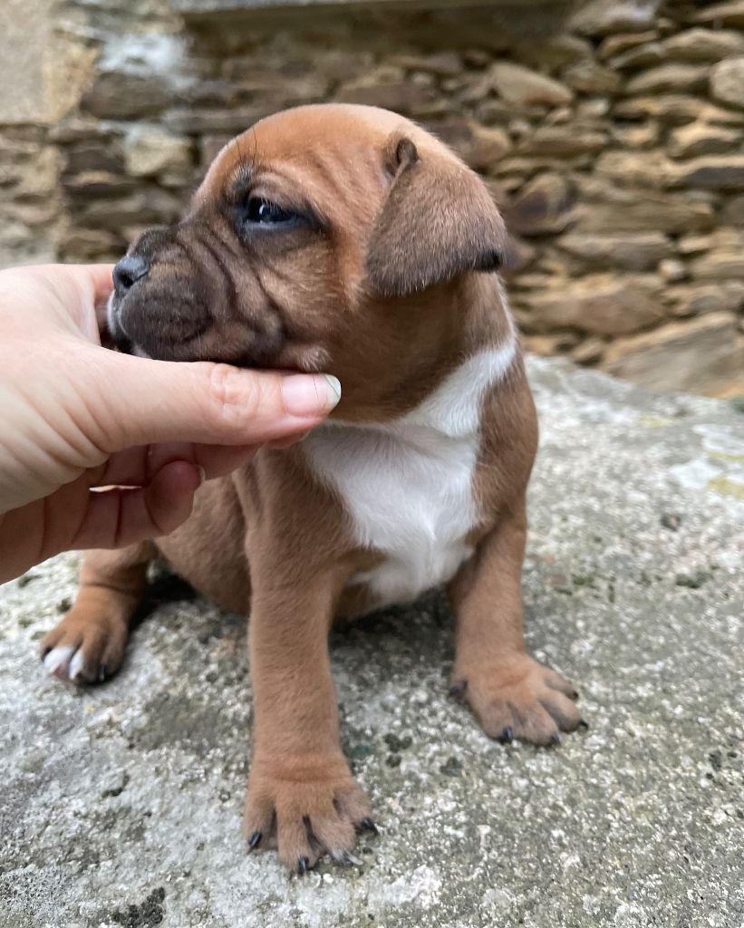 Des Terres De Légendes - Staffordshire Bull Terrier - Portée née le 14/09/2025