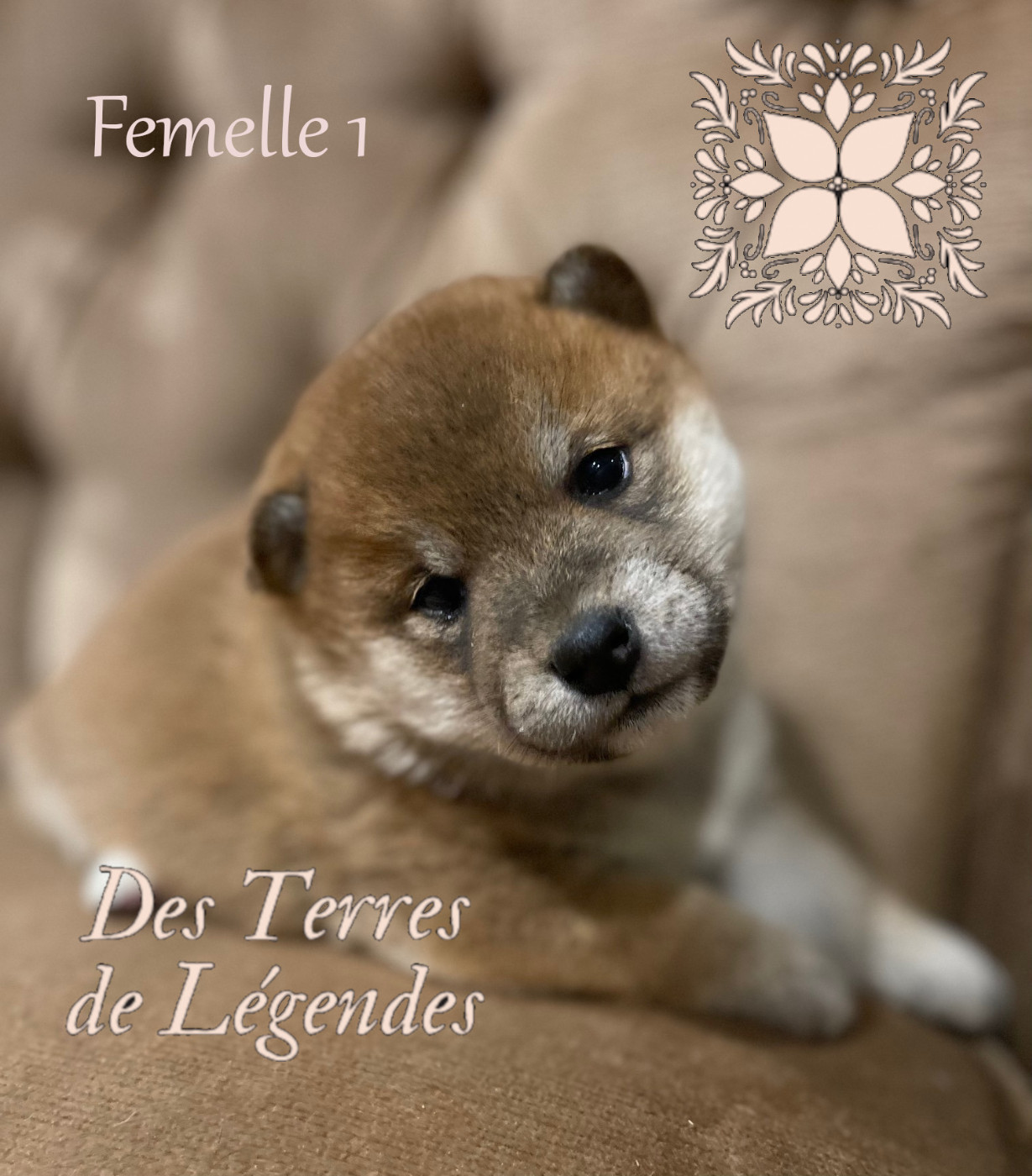 Des Terres De Légendes - Chiots disponibles - Shiba