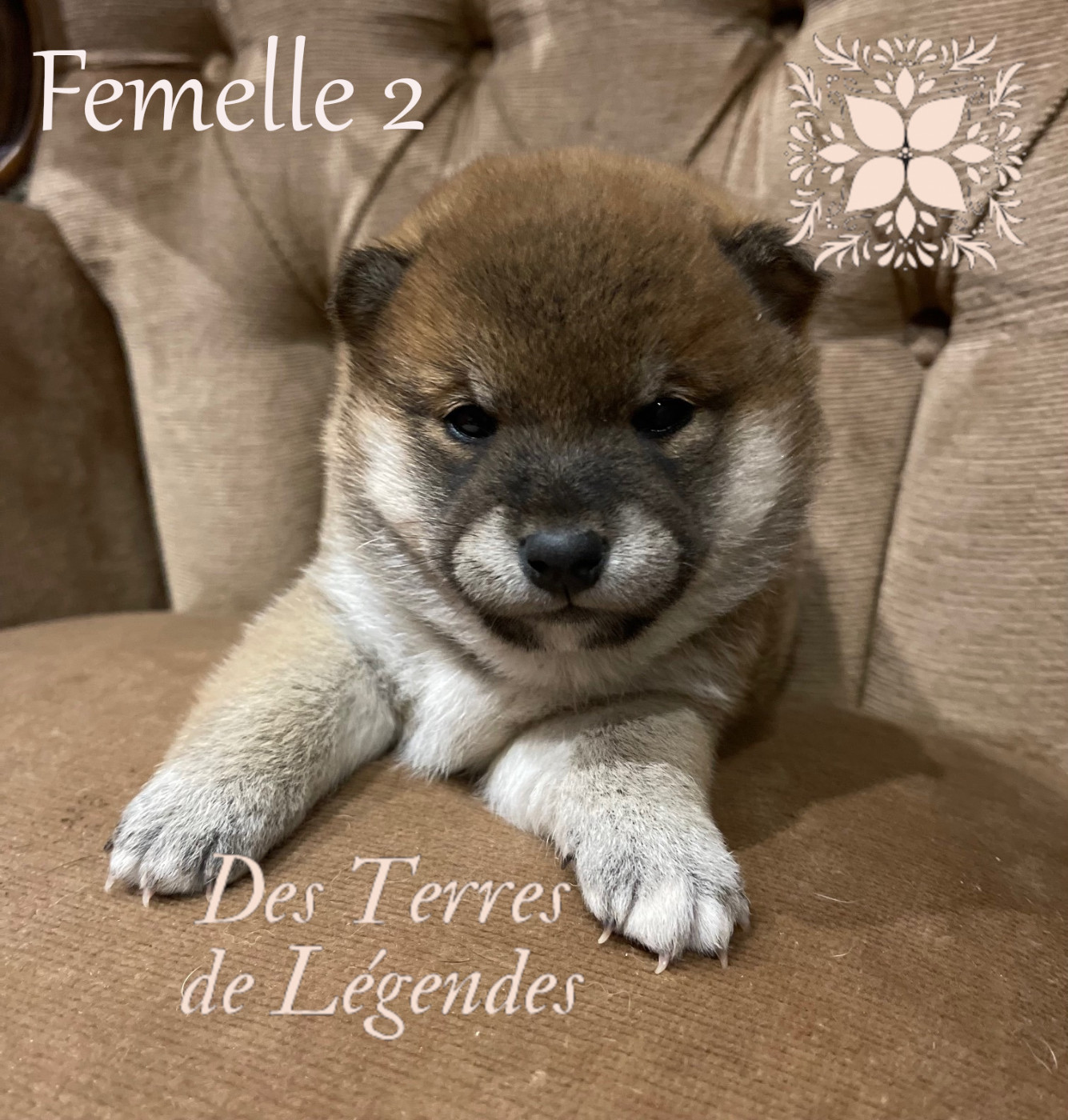 Des Terres De Légendes - Chiots disponibles - Shiba