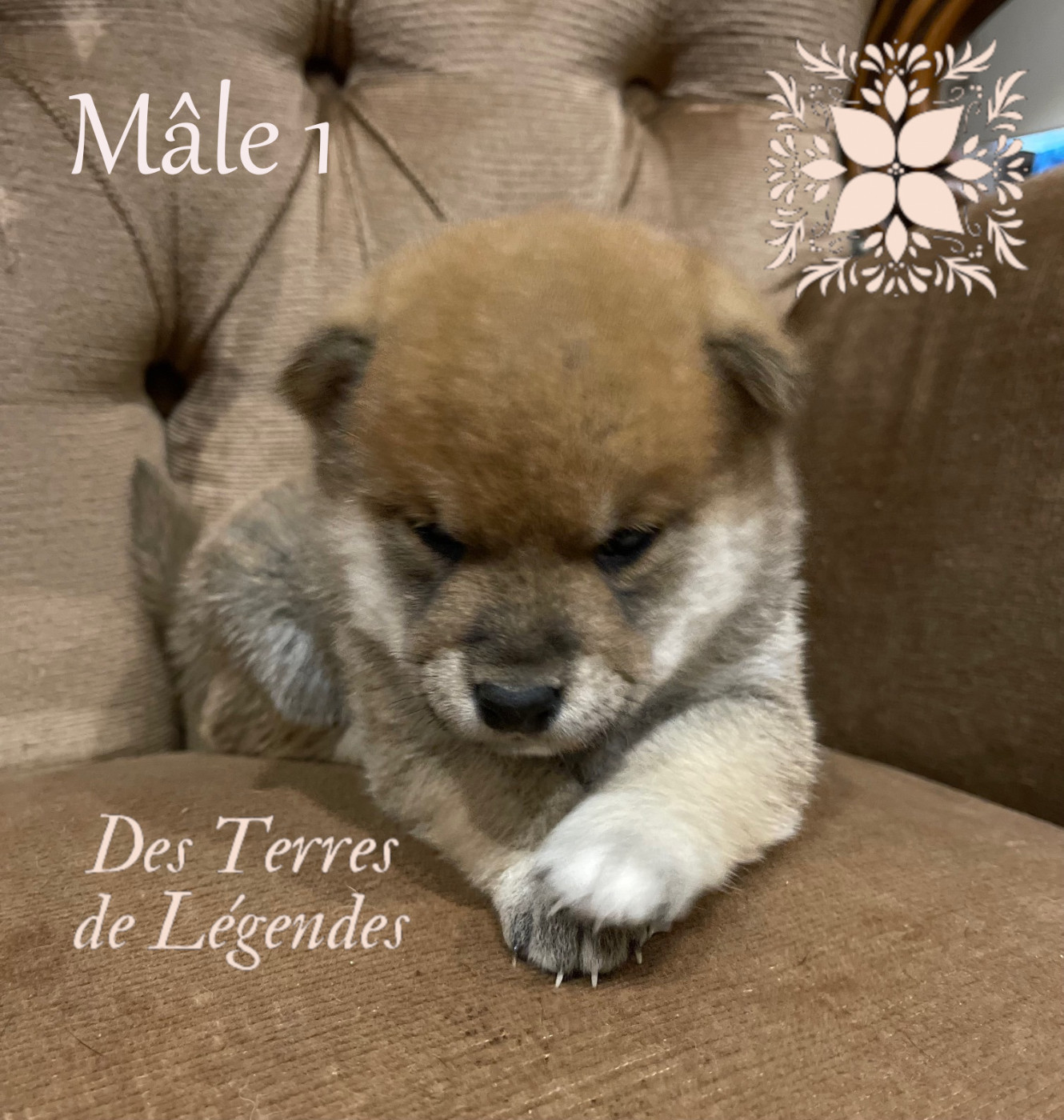 Des Terres De Légendes - Chiots disponibles - Shiba