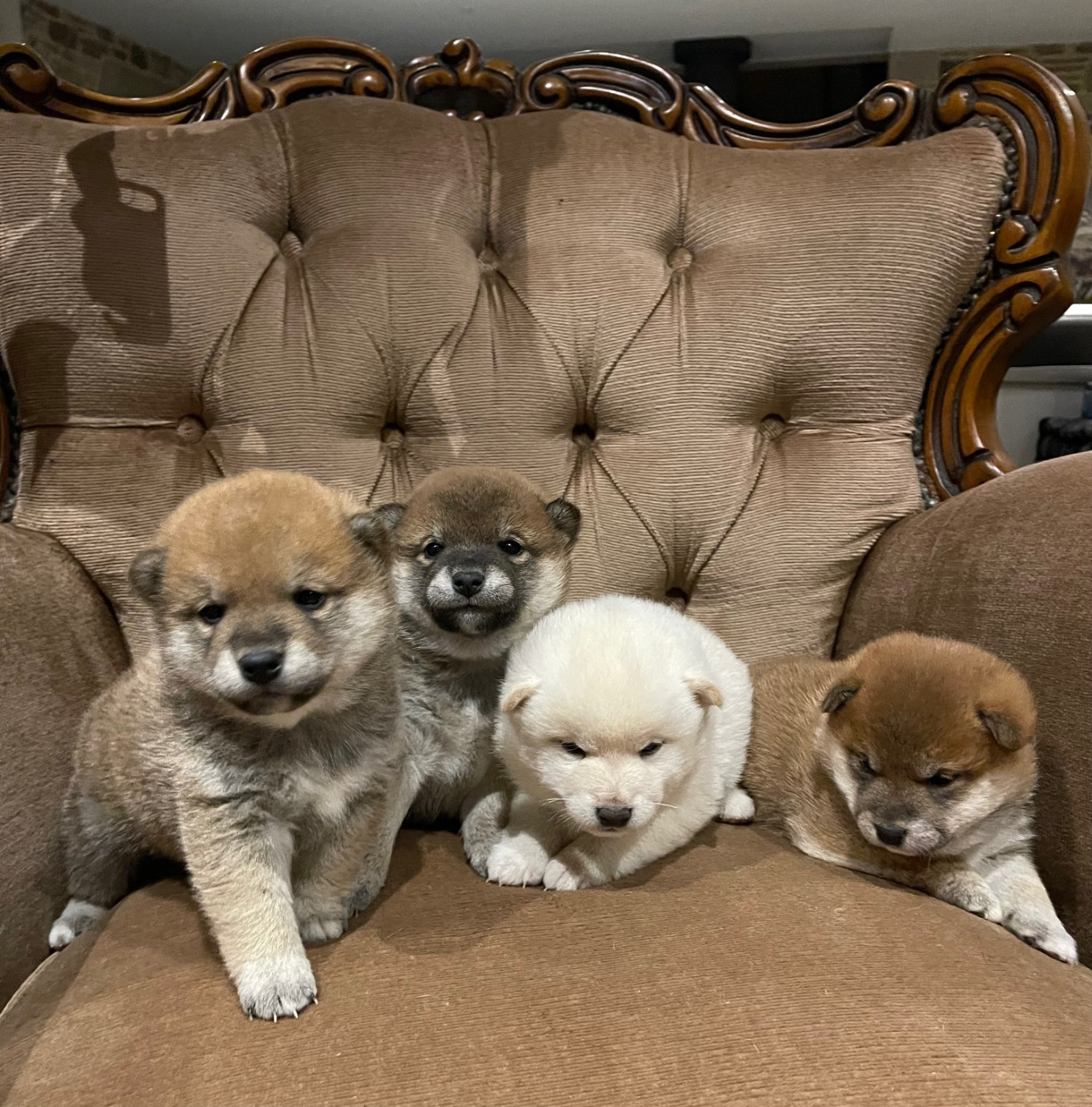 Chiot Shiba Des Terres De Légendes