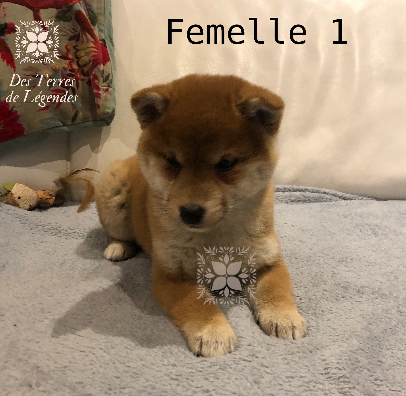 Des Terres De Légendes - Chiots disponibles - Shiba