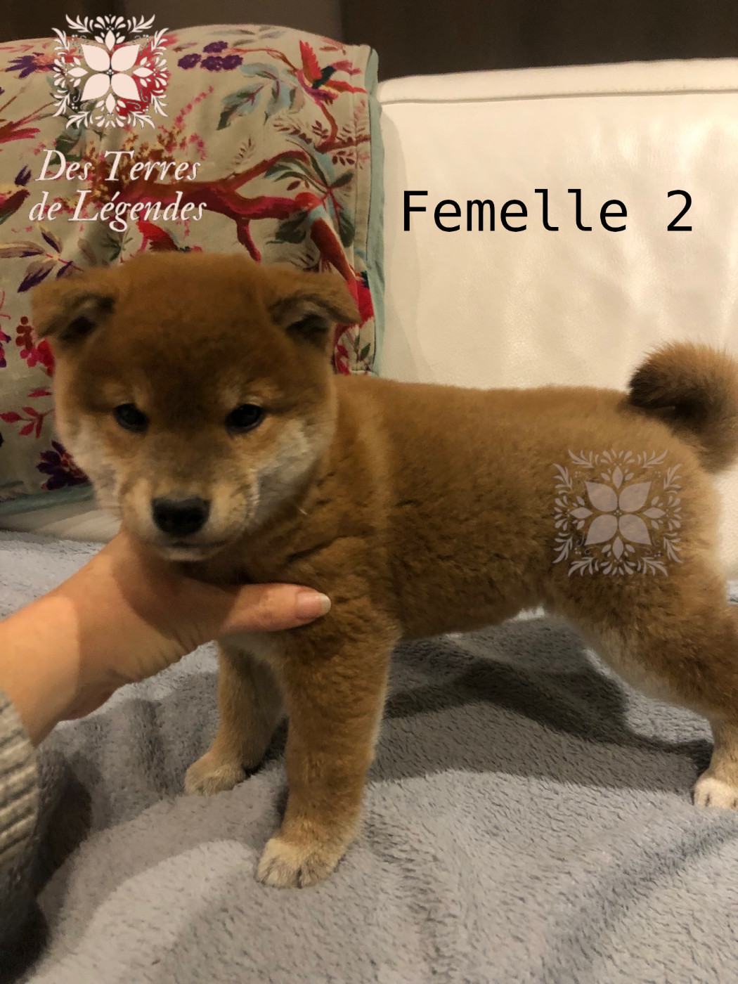 Des Terres De Légendes - Chiots disponibles - Shiba