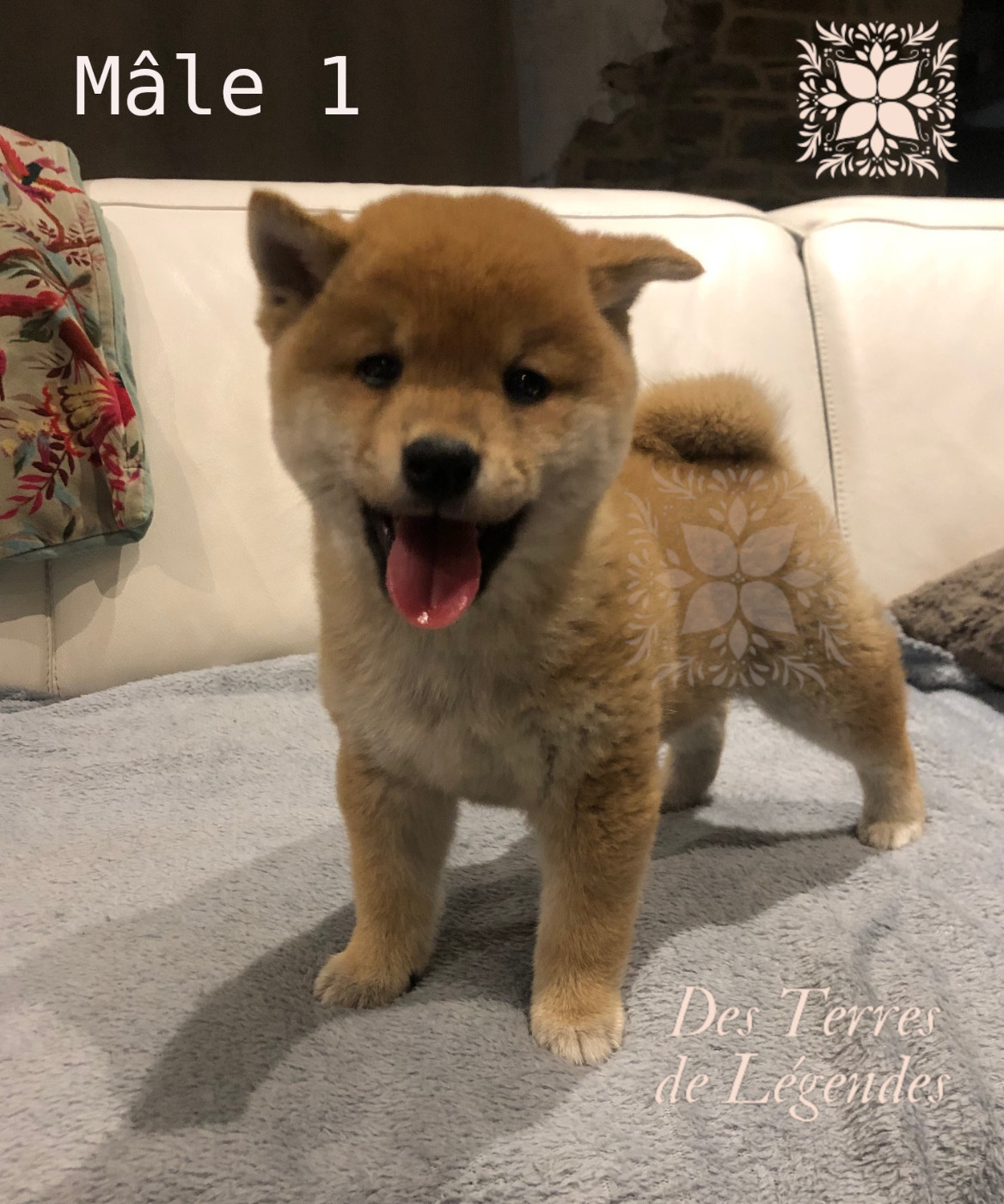Des Terres De Légendes - Chiots disponibles - Shiba
