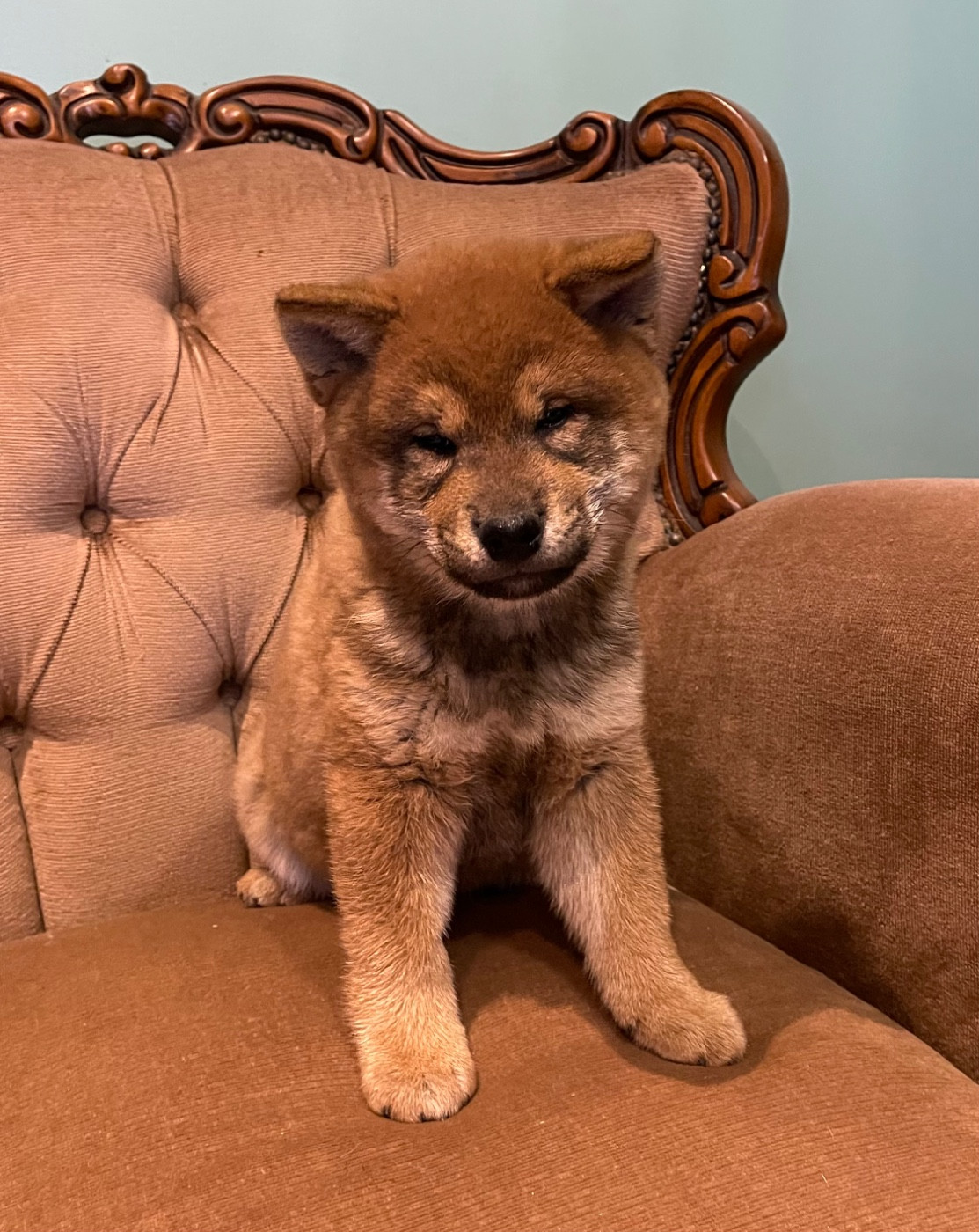 Des Terres De Légendes - Chiots disponibles - Shiba