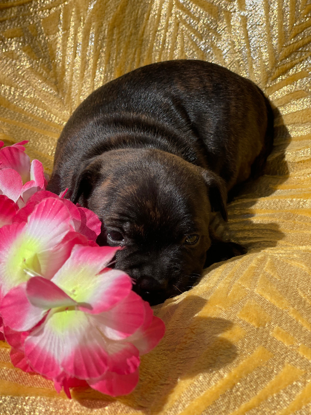 Des Terres De Légendes - Chiots disponibles - Staffordshire Bull Terrier