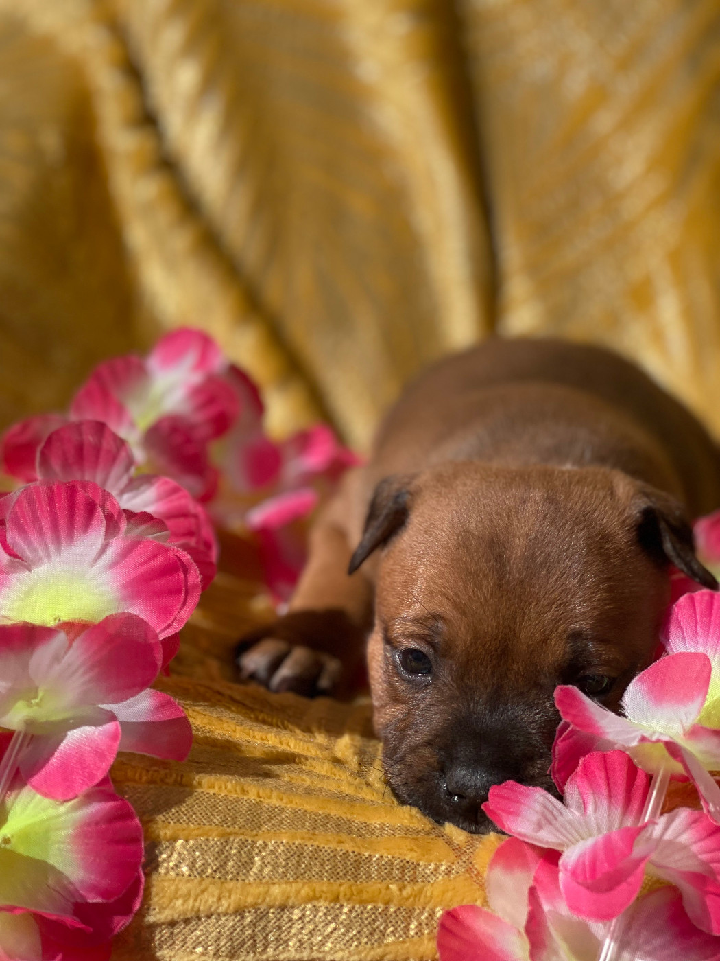 Des Terres De Légendes - Chiots disponibles - Staffordshire Bull Terrier