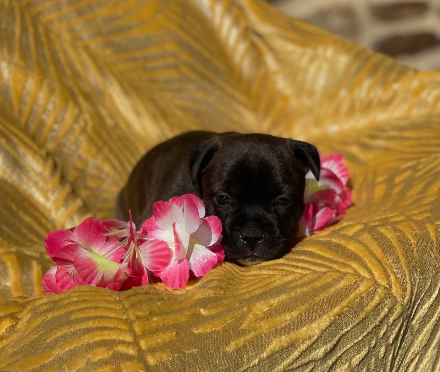 Des Terres De Légendes - Chiots disponibles - Staffordshire Bull Terrier