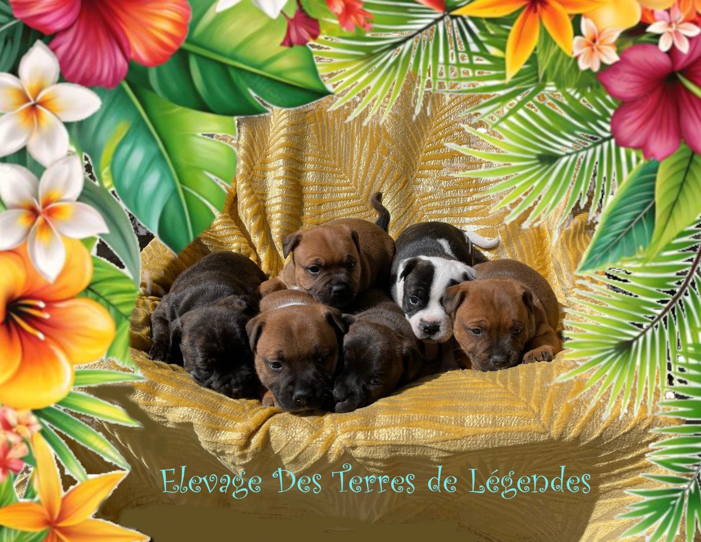 Chiot Staffordshire Bull Terrier Des Terres De Légendes