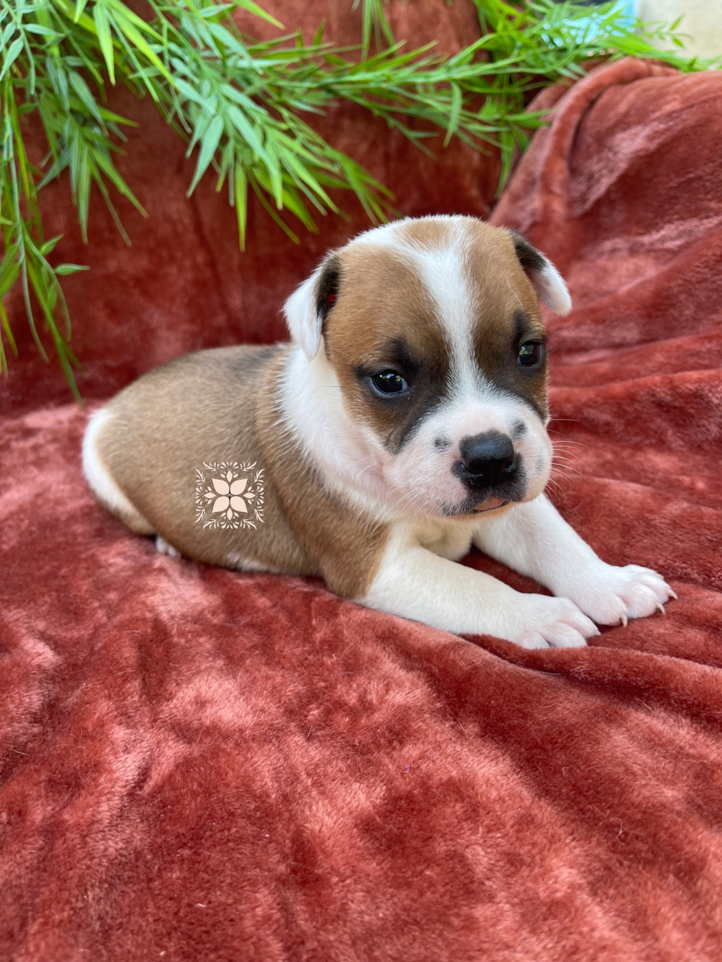 Des Terres De Légendes - Chiots disponibles - Staffordshire Bull Terrier