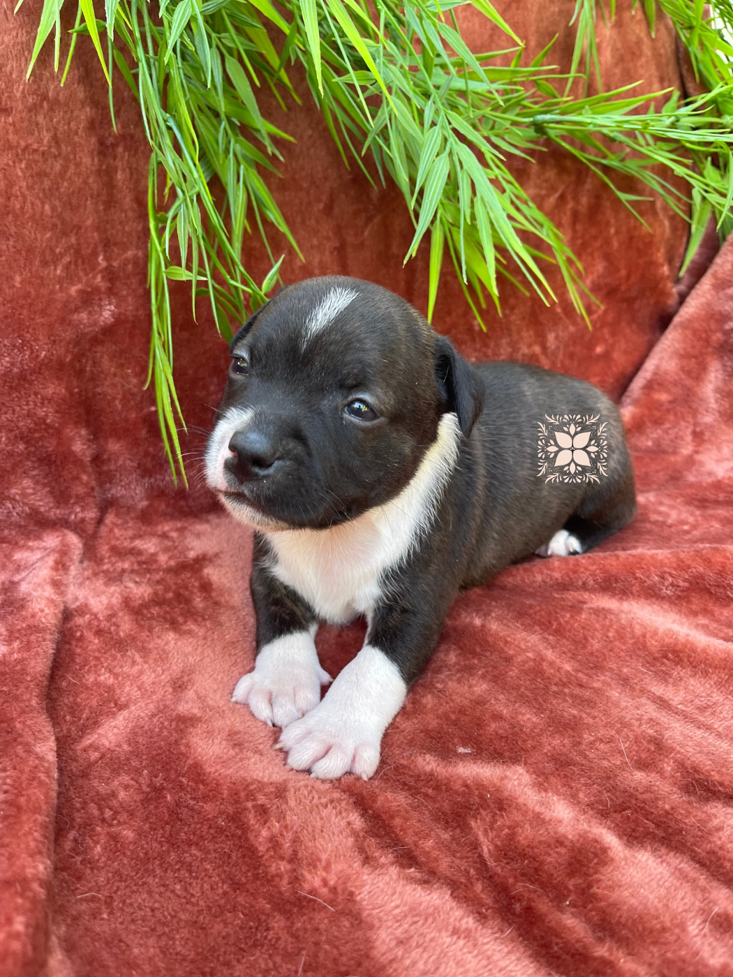 Des Terres De Légendes - Chiots disponibles - Staffordshire Bull Terrier