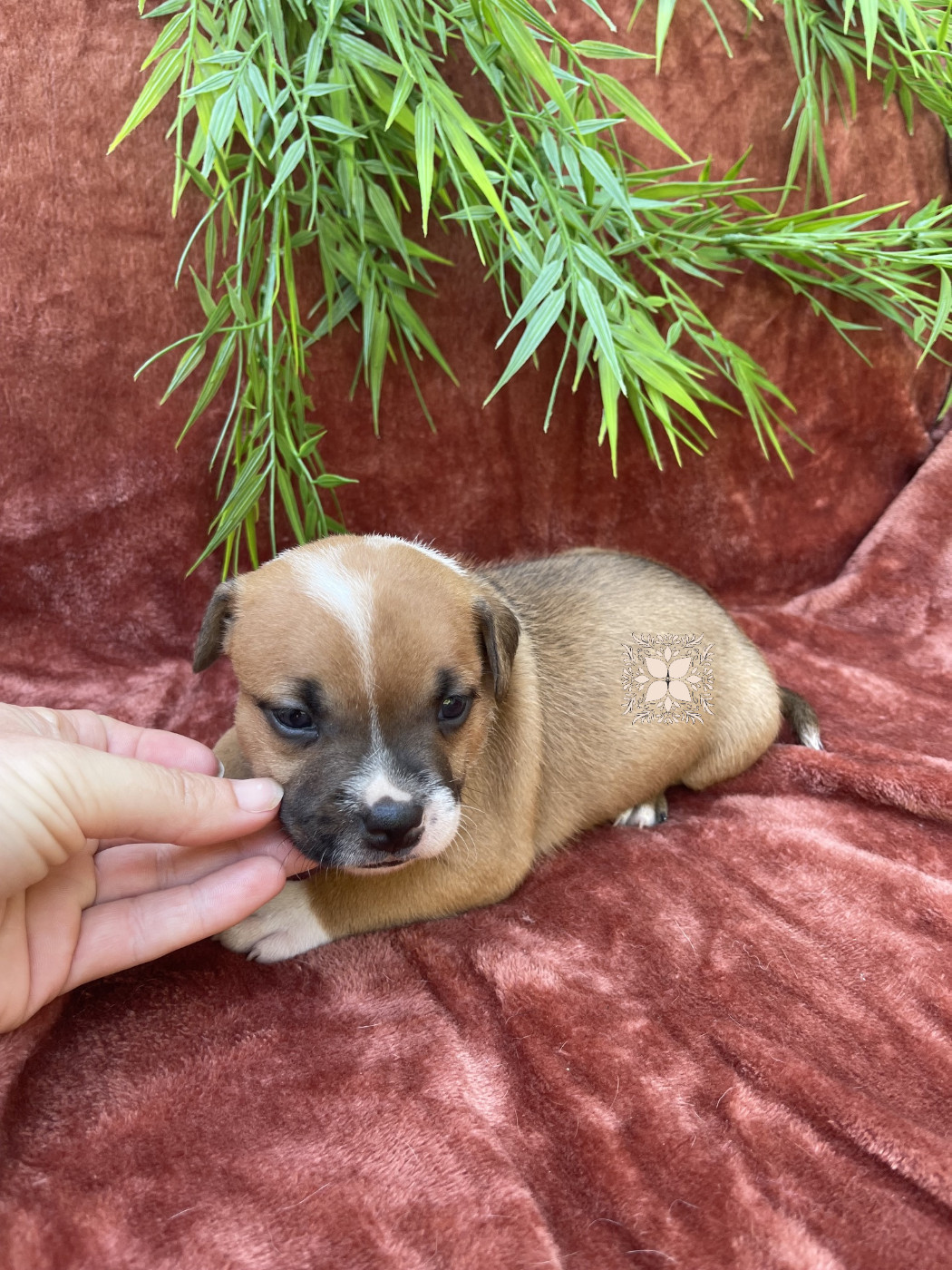 Des Terres De Légendes - Chiots disponibles - Staffordshire Bull Terrier