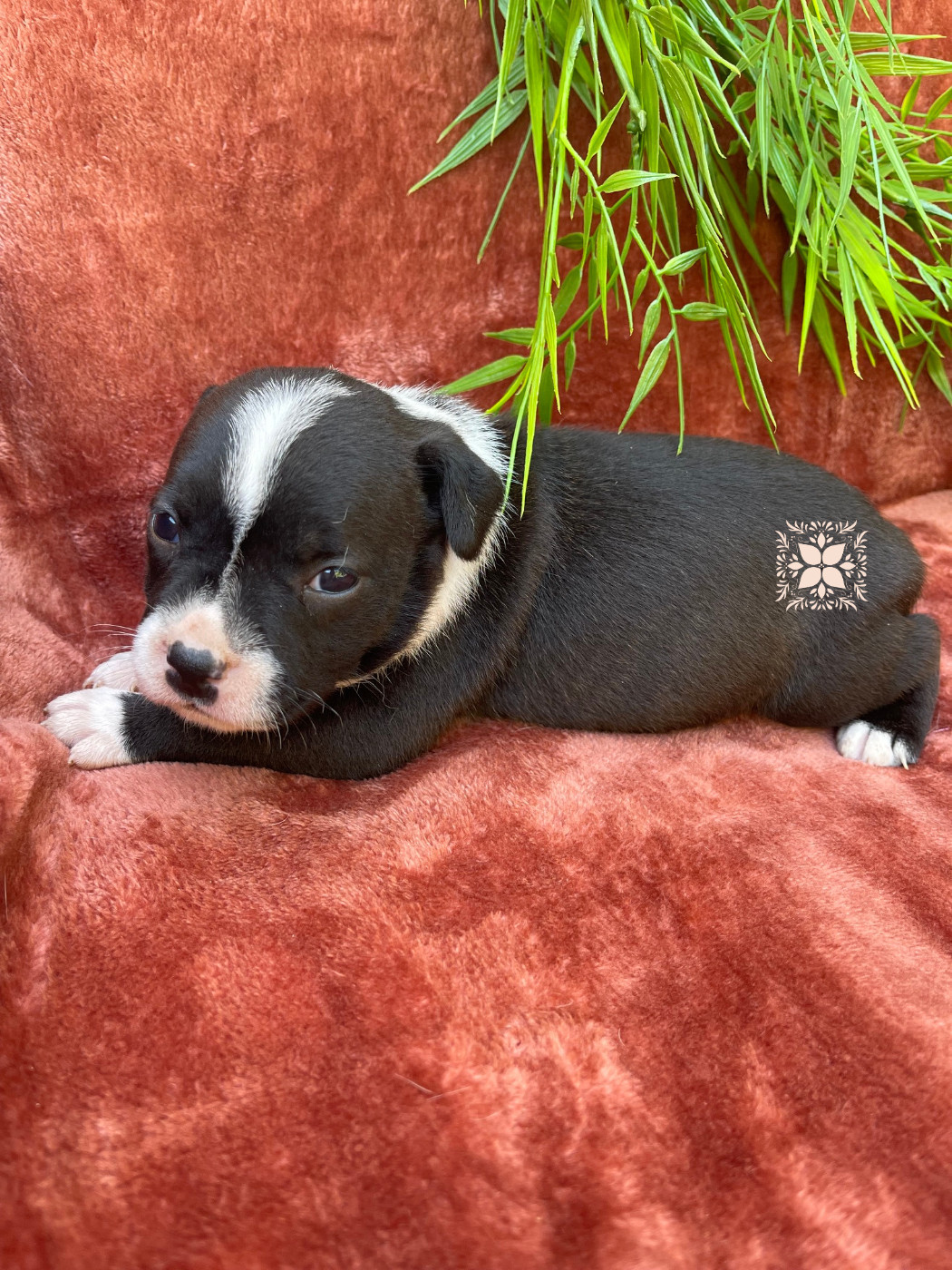 Des Terres De Légendes - Chiots disponibles - Staffordshire Bull Terrier