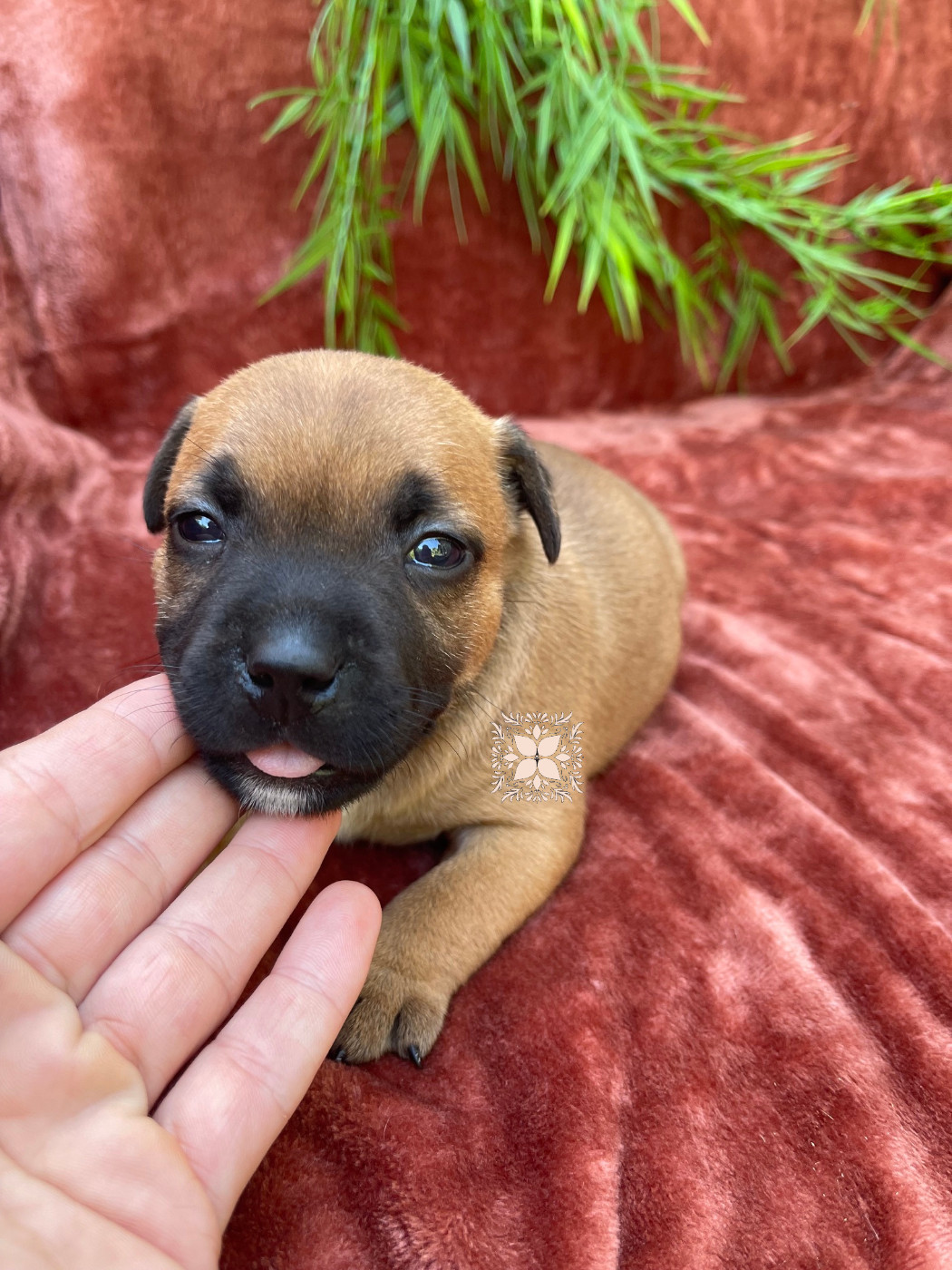 Des Terres De Légendes - Chiots disponibles - Staffordshire Bull Terrier