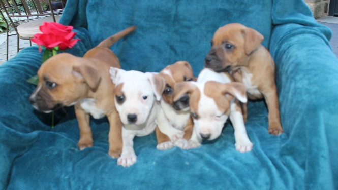 Chiot Staffordshire Bull Terrier Des Terres De Légendes