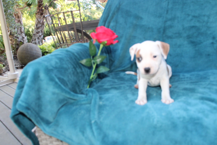 Des Terres De Légendes - Chiots disponibles - Staffordshire Bull Terrier
