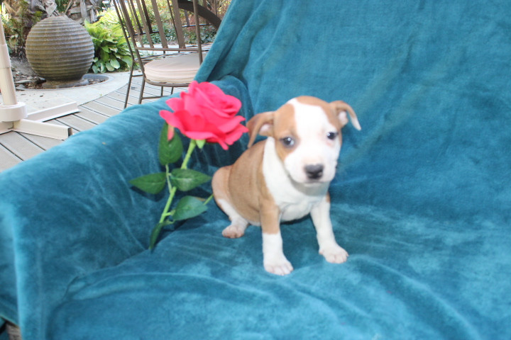 Des Terres De Légendes - Chiots disponibles - Staffordshire Bull Terrier