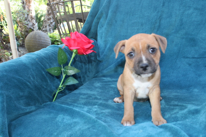 Des Terres De Légendes - Chiots disponibles - Staffordshire Bull Terrier