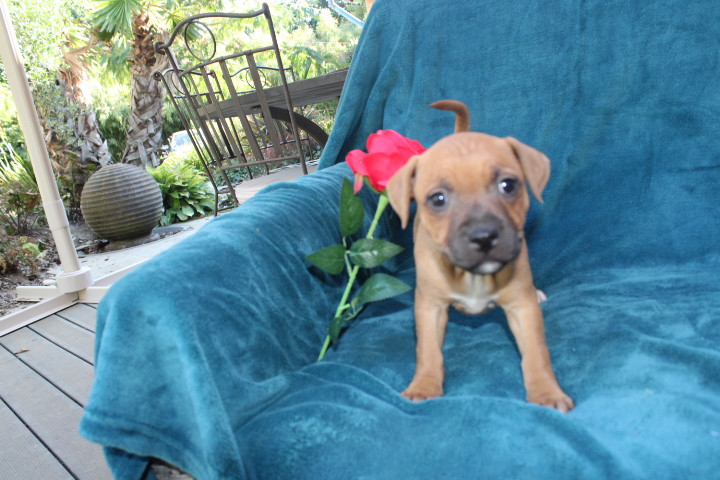 Des Terres De Légendes - Chiots disponibles - Staffordshire Bull Terrier