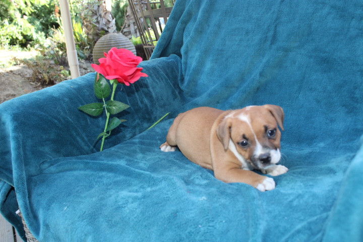 Des Terres De Légendes - Chiots disponibles - Staffordshire Bull Terrier