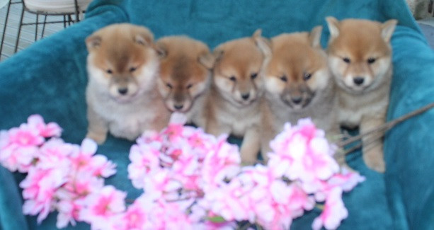 Chiot Shiba Des Terres De Légendes