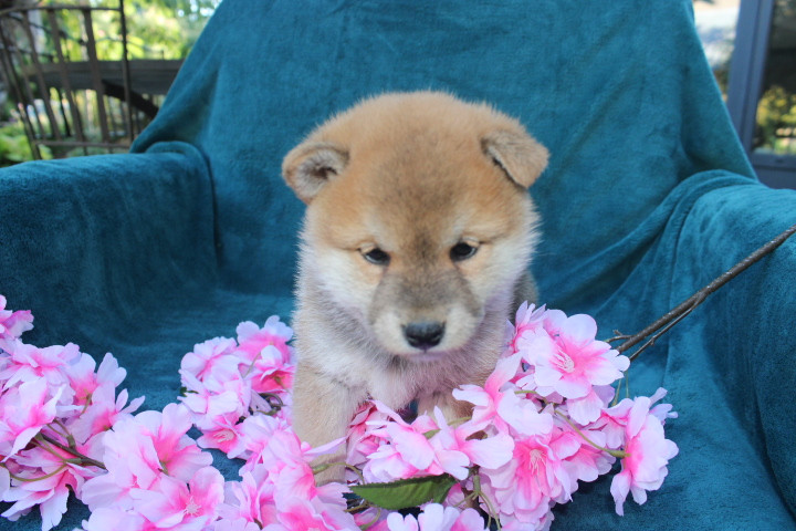Des Terres De Légendes - Chiots disponibles - Shiba