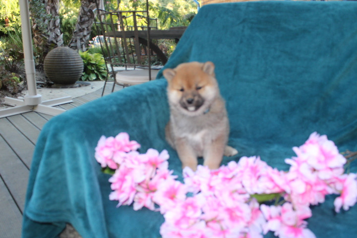 Des Terres De Légendes - Chiots disponibles - Shiba