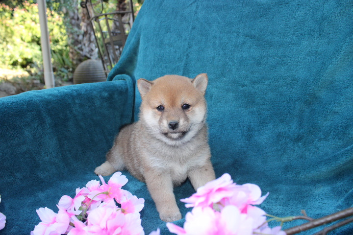 Des Terres De Légendes - Chiots disponibles - Shiba