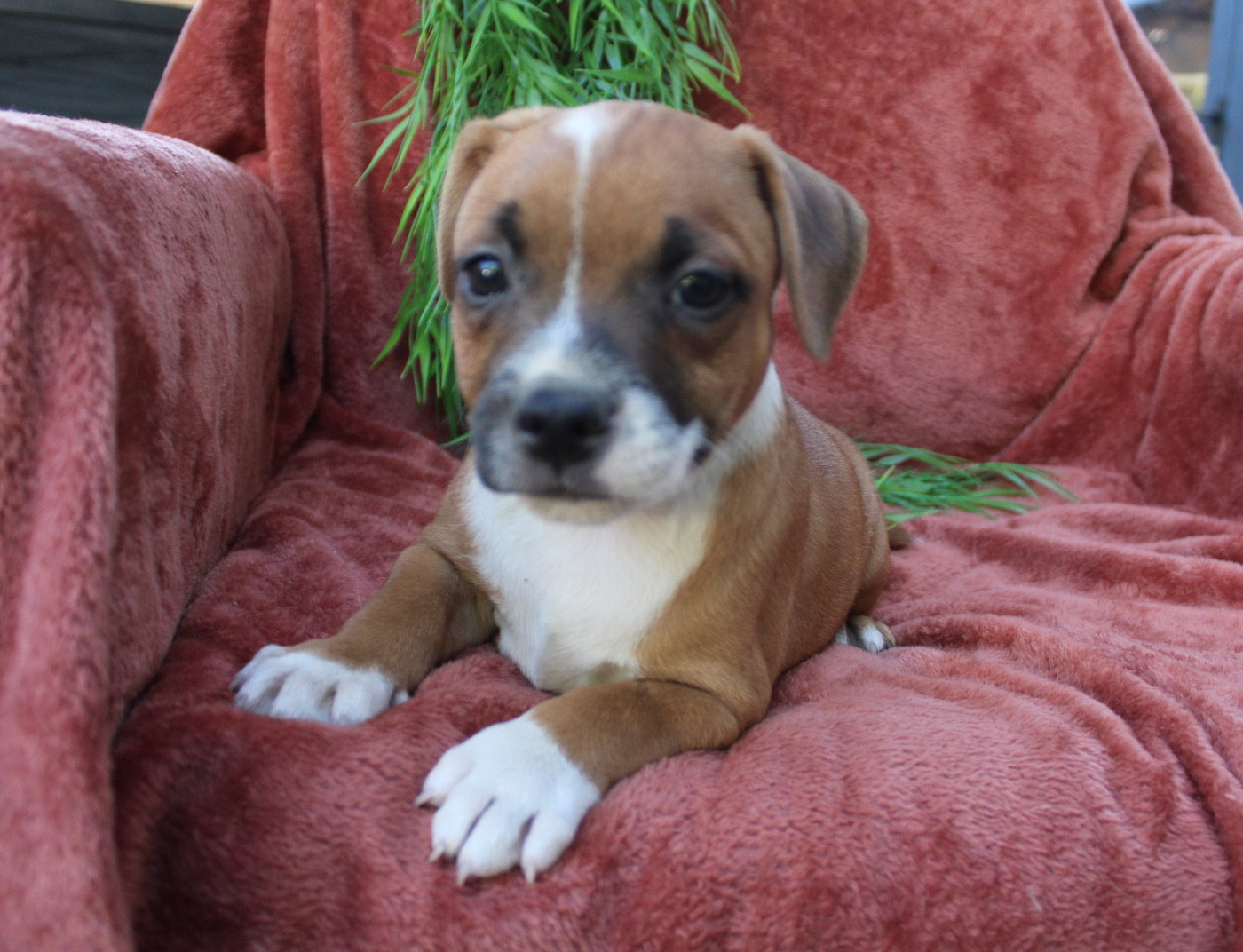 Des Terres De Légendes - Chiots disponibles - Staffordshire Bull Terrier