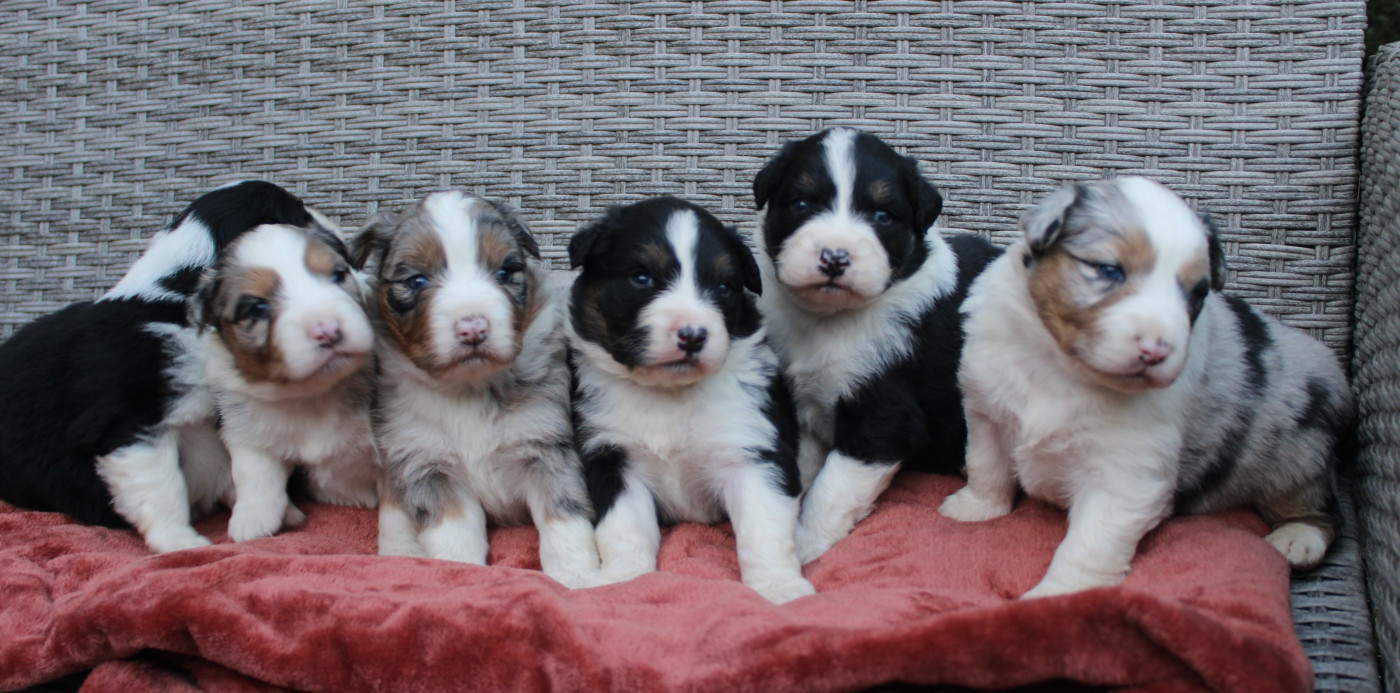 Chiot Berger Australien Des Terres De Légendes