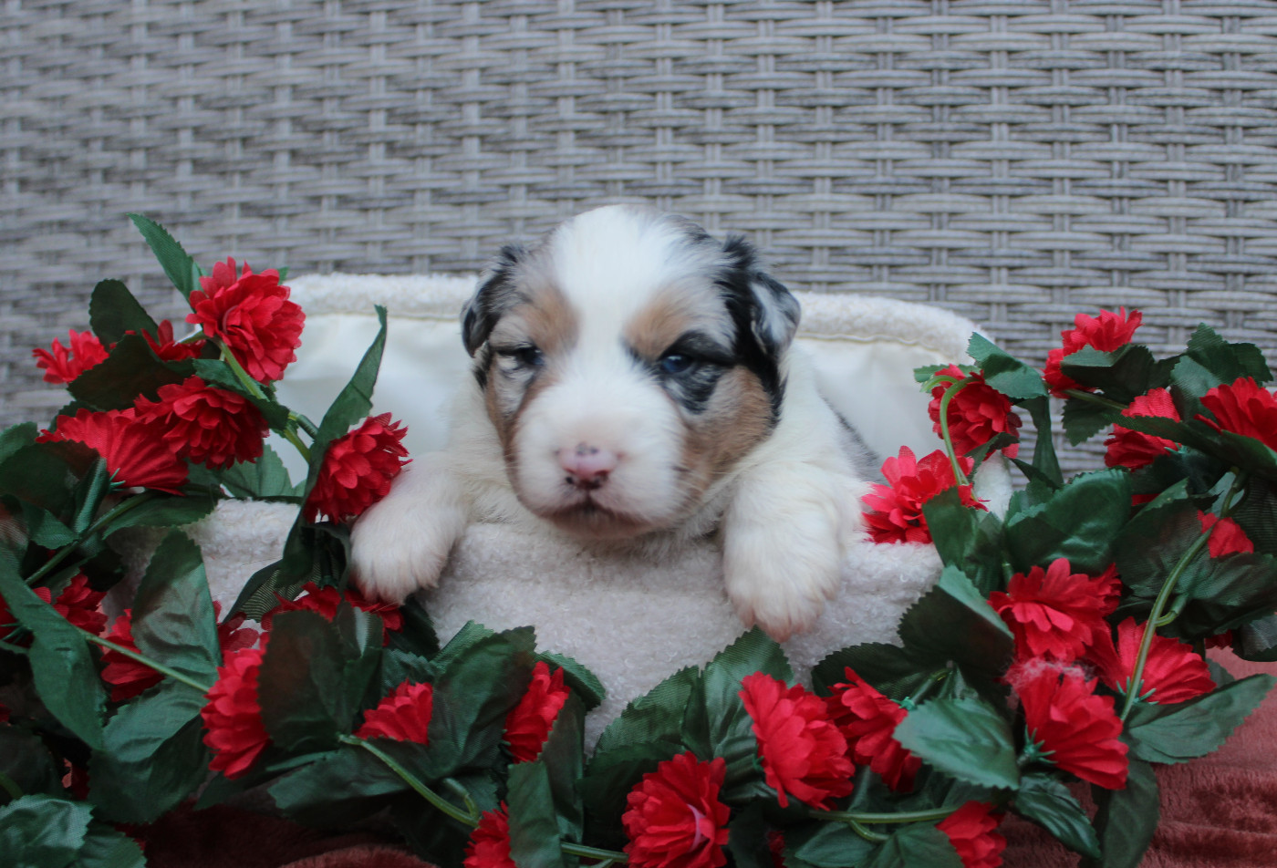 Des Terres De Légendes - Chiots disponibles - Berger Australien