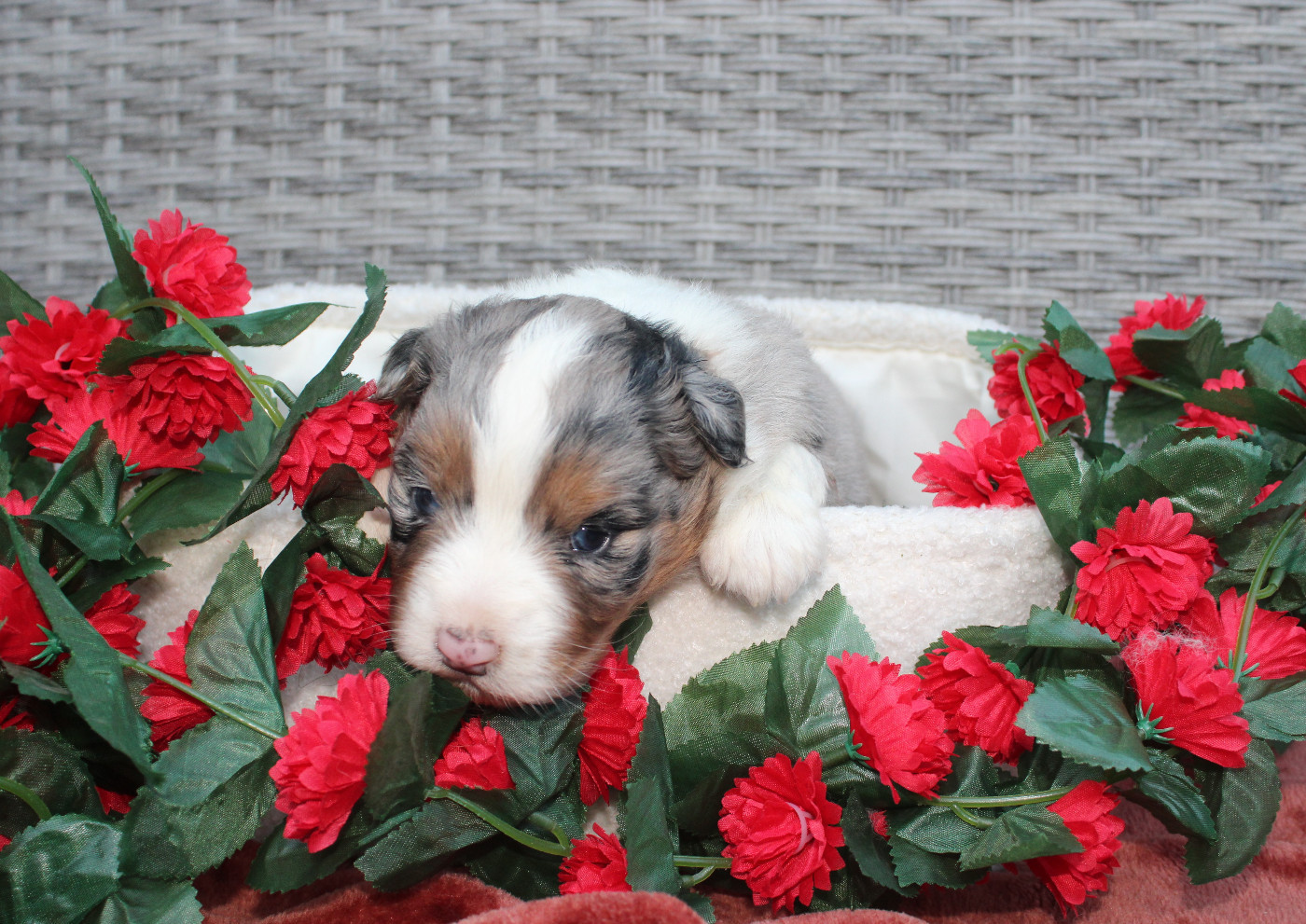 Des Terres De Légendes - Chiots disponibles - Berger Australien