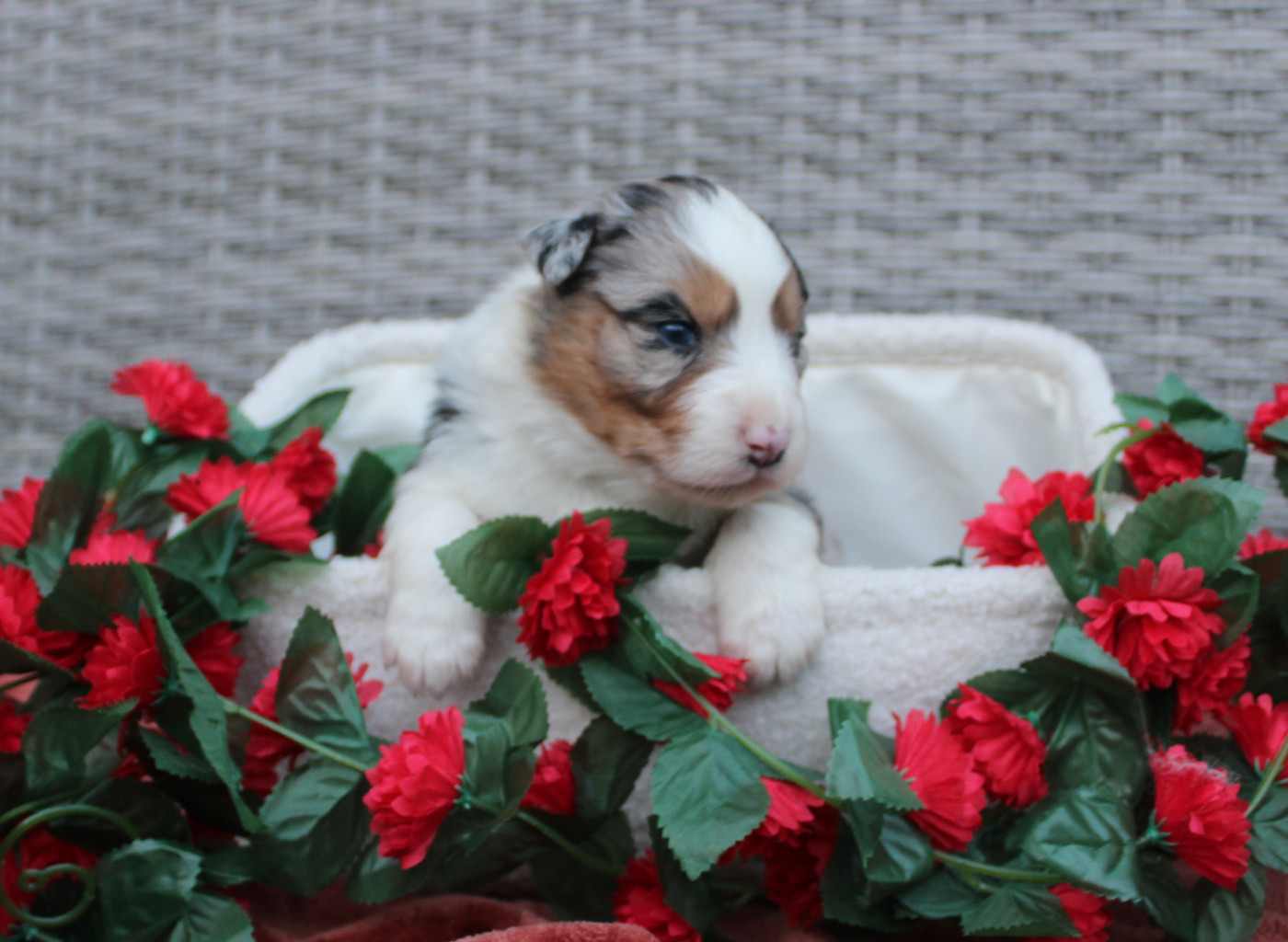 Des Terres De Légendes - Chiots disponibles - Berger Australien