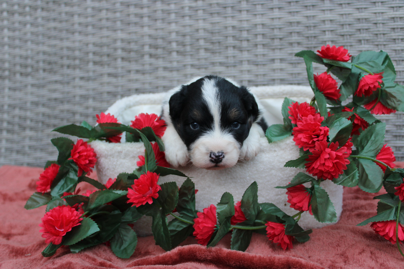 Des Terres De Légendes - Chiots disponibles - Berger Australien
