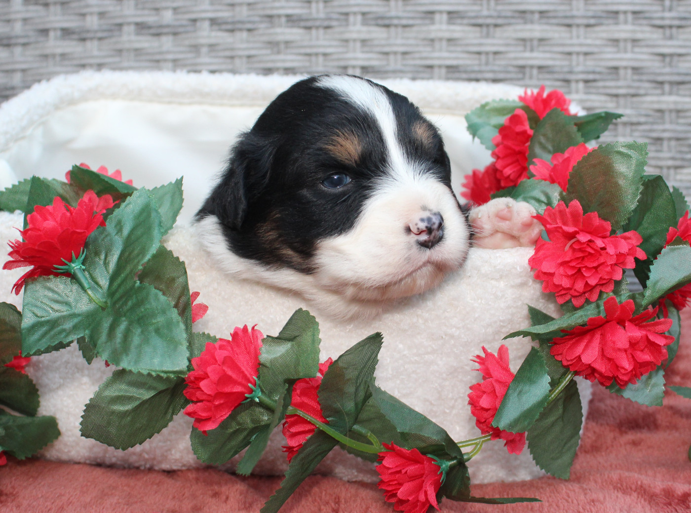 Des Terres De Légendes - Chiots disponibles - Berger Australien