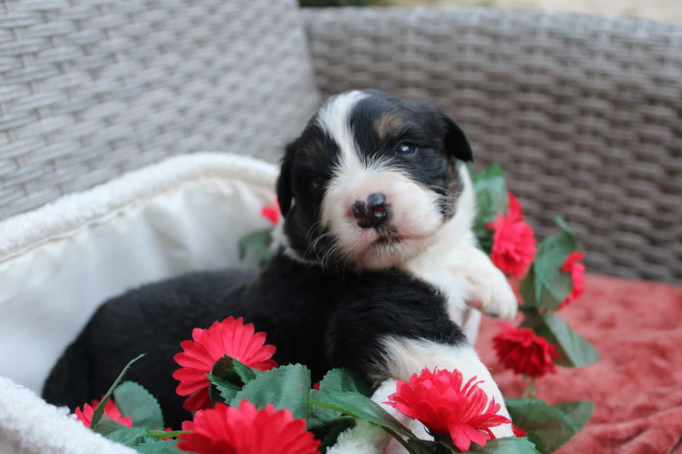 Des Terres De Légendes - Chiots disponibles - Berger Australien