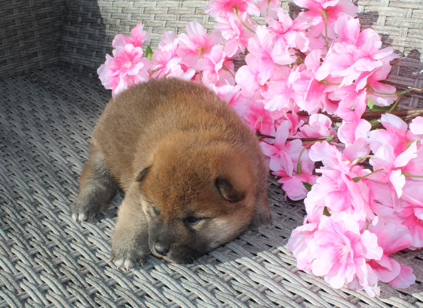 Des Terres De Légendes - Chiots disponibles - Shiba