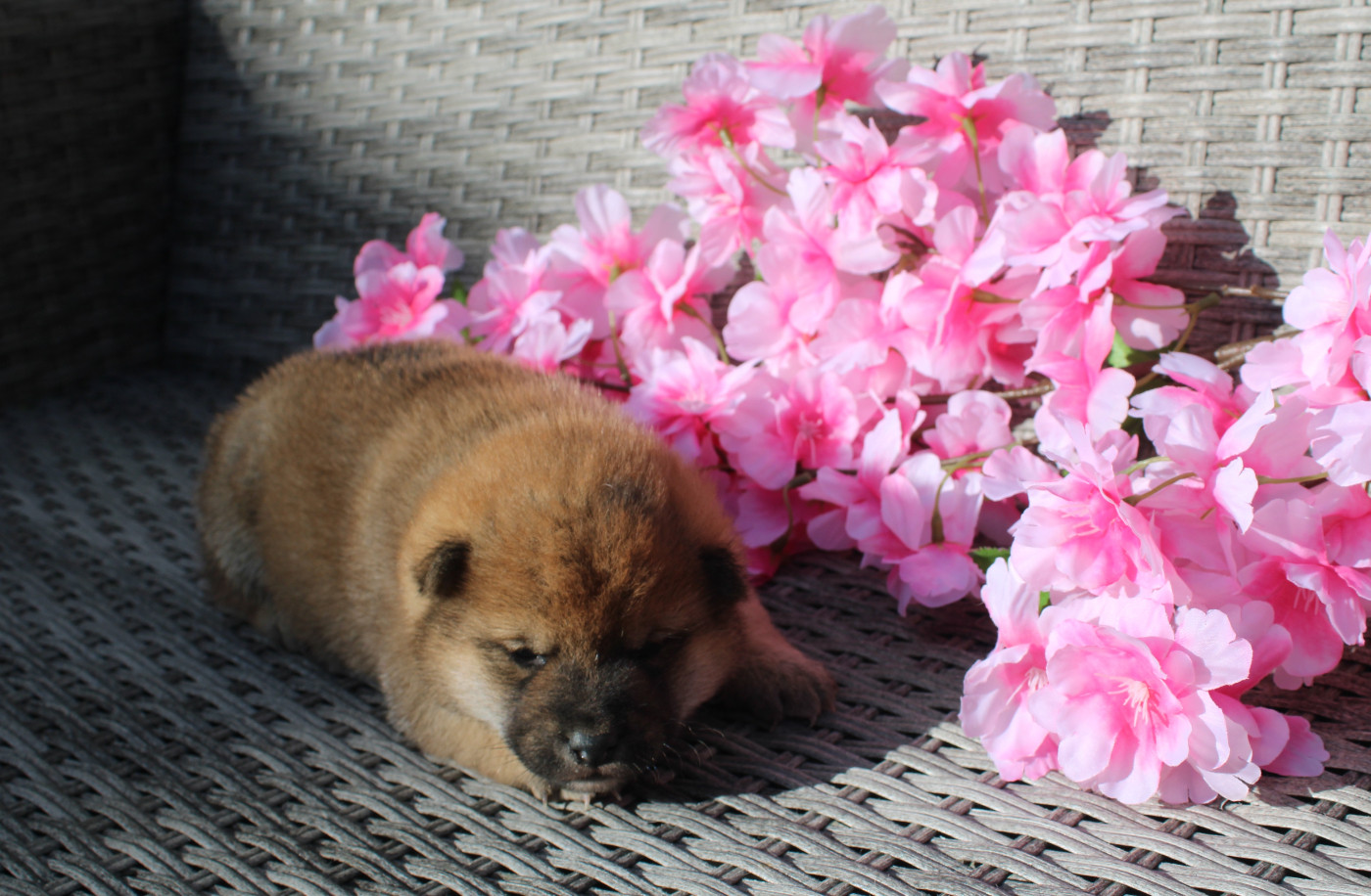 Des Terres De Légendes - Chiots disponibles - Shiba