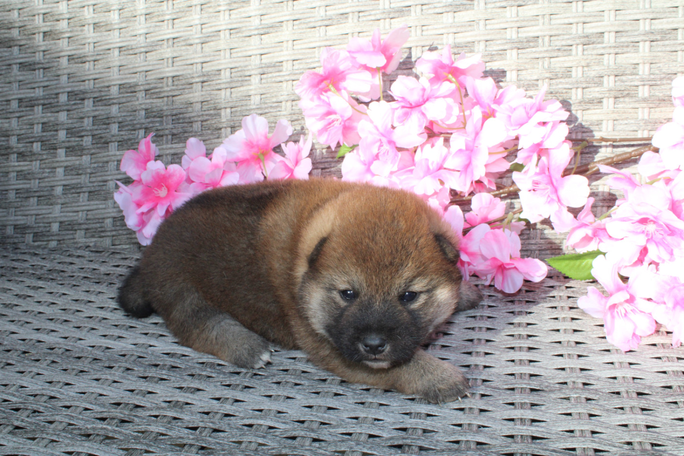 Des Terres De Légendes - Chiots disponibles - Shiba