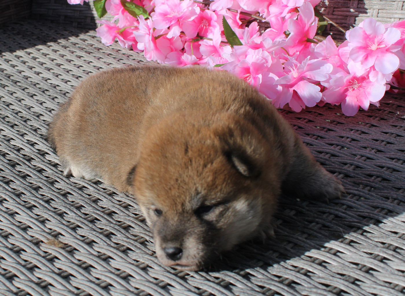 Des Terres De Légendes - Chiots disponibles - Shiba