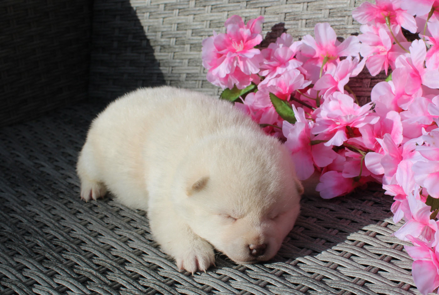 Des Terres De Légendes - Chiots disponibles - Shiba