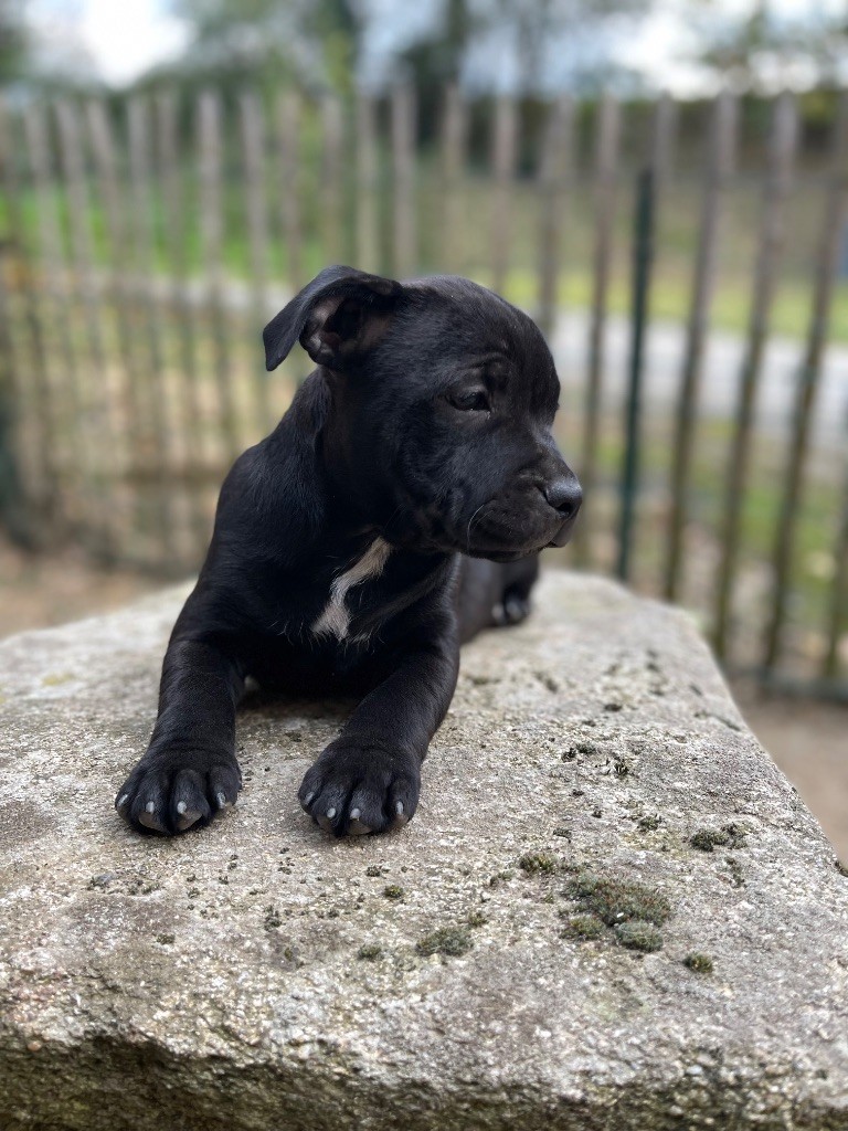 Des Terres De Légendes - Staffordshire Bull Terrier - Portée née le 09/08/2025