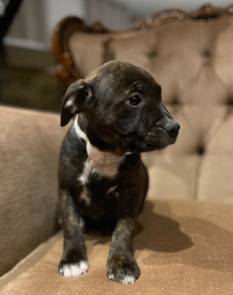 Des Terres De Légendes - Chiots disponibles - Staffordshire Bull Terrier