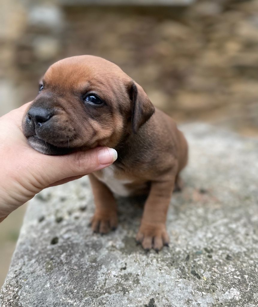 Des Terres De Légendes - Chiots disponibles - Staffordshire Bull Terrier